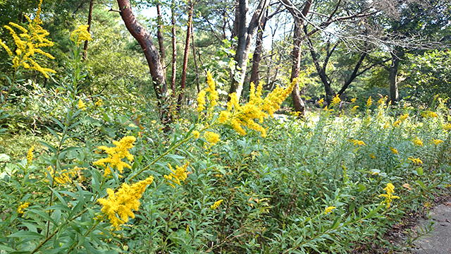 記念の森散策路に咲いていた黄色い花